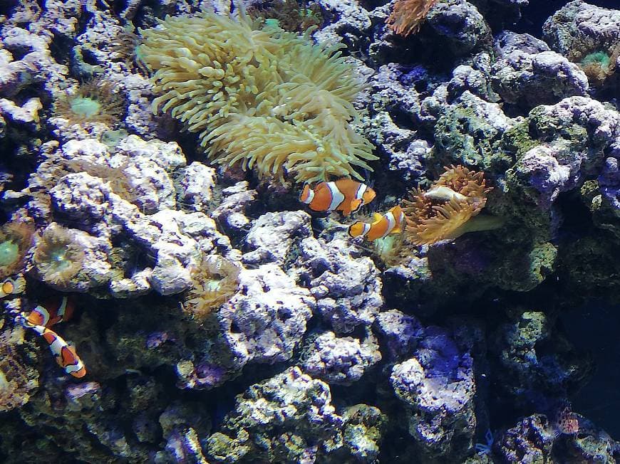 Lugar Oceanario de Lisboa