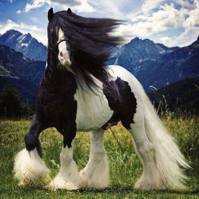 Fashion Gypsy Vanner 