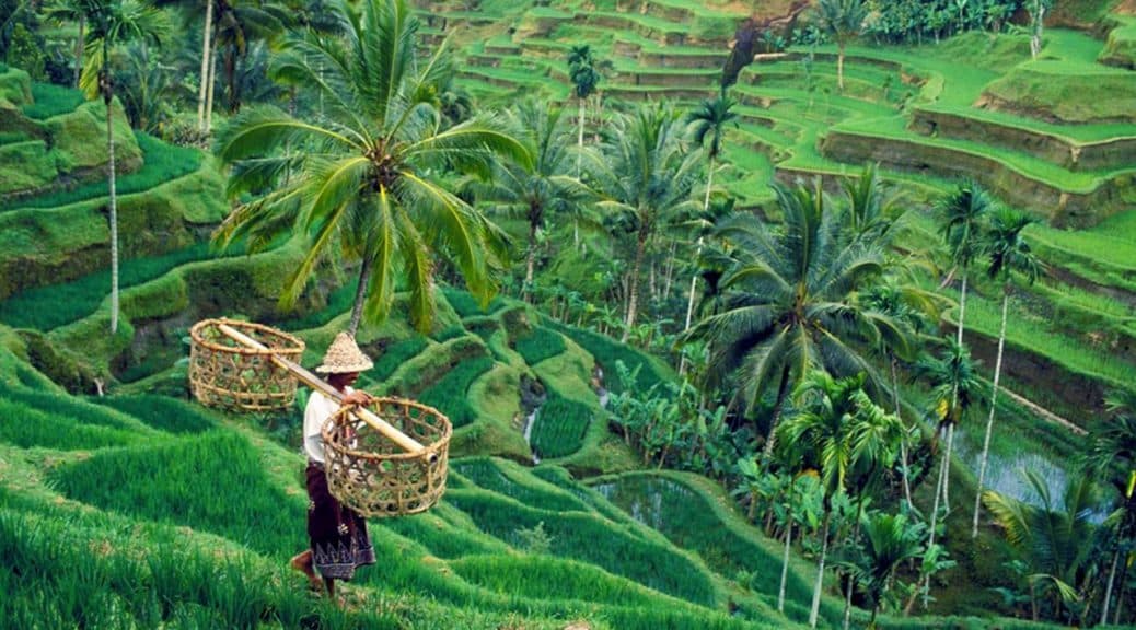 Place Tegallalang Rice Terrace