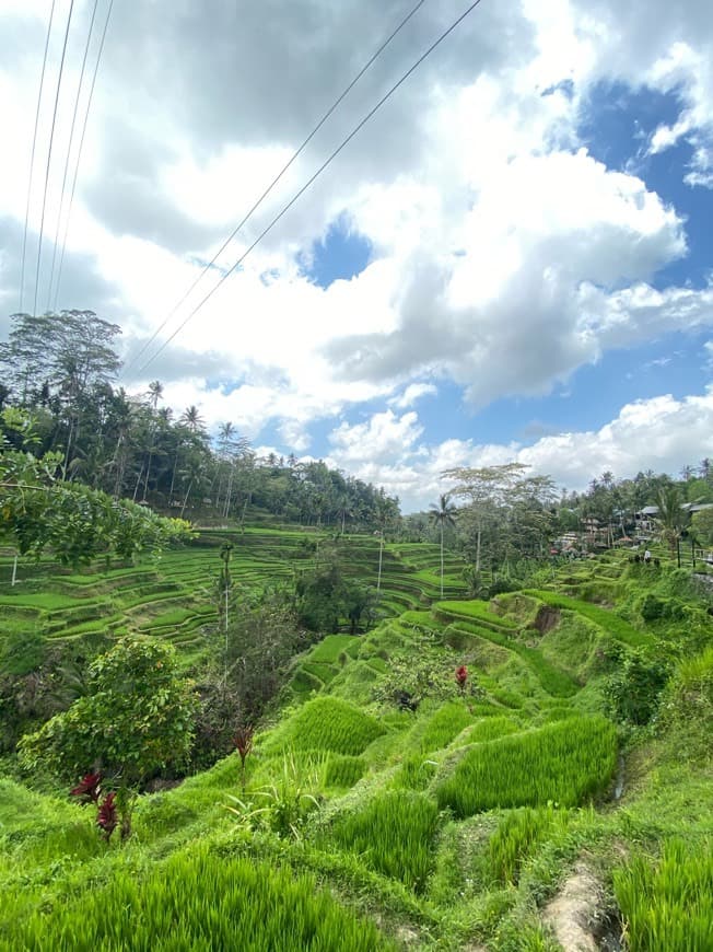 Place Ubud