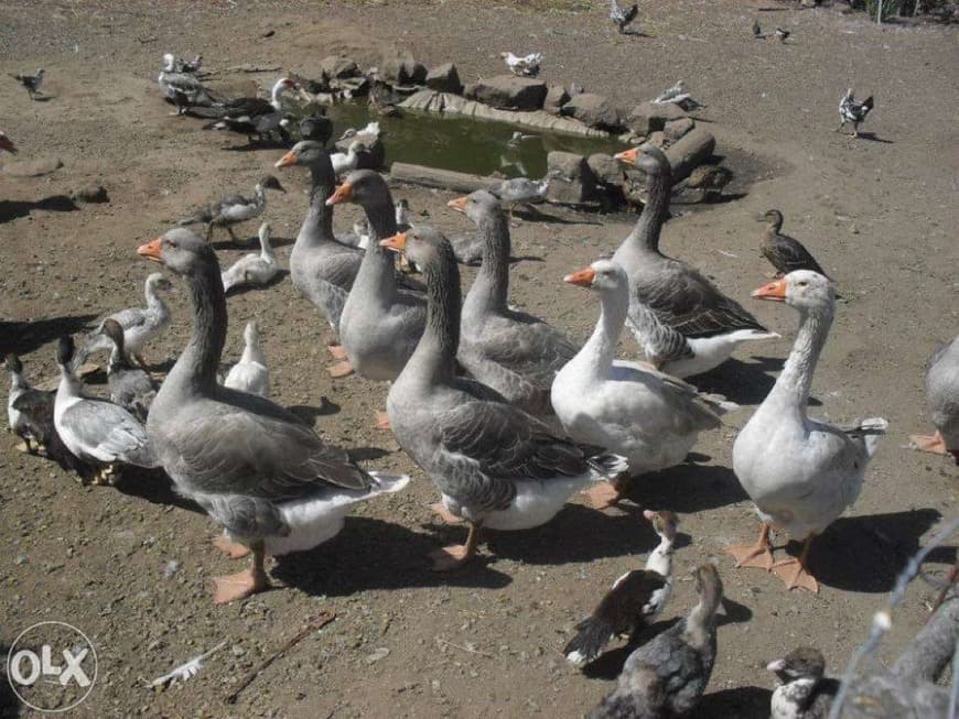 Moda Gansos, patos e Garnizas