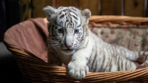 Fashion Tigre de bengala branco