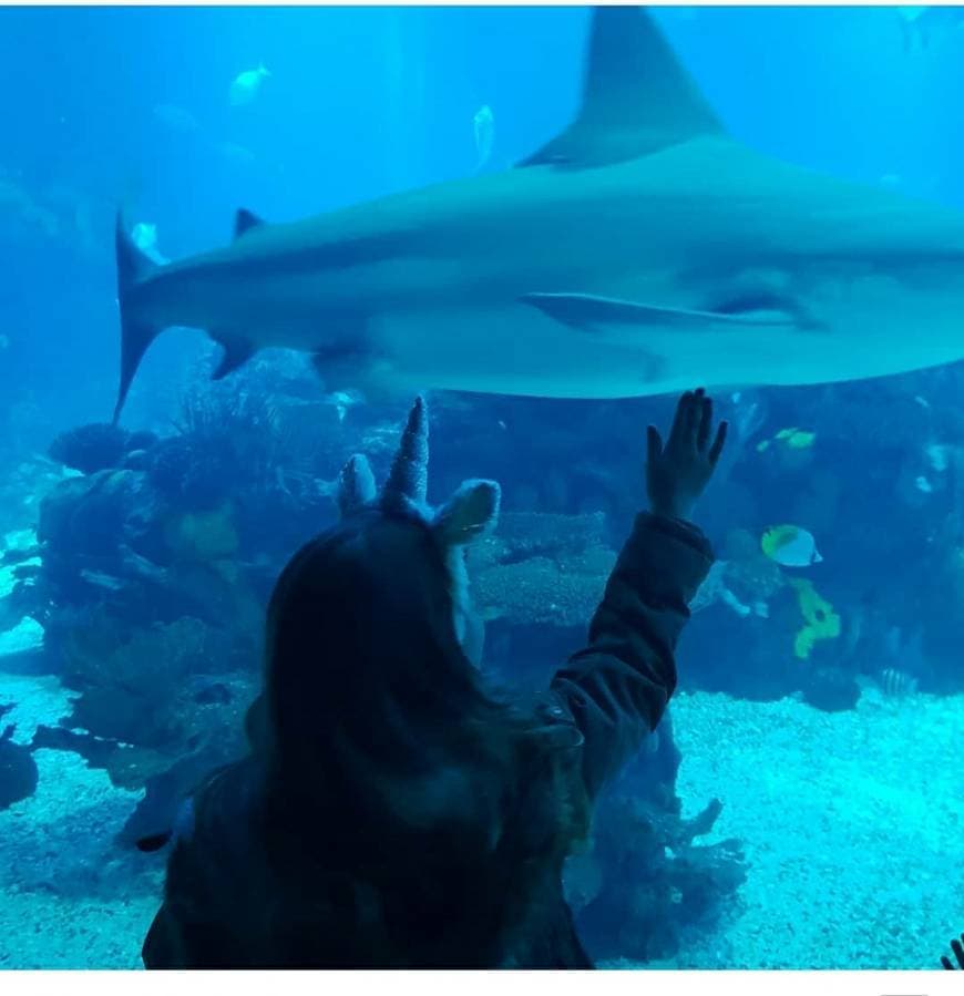 Place Oceanario de Lisboa