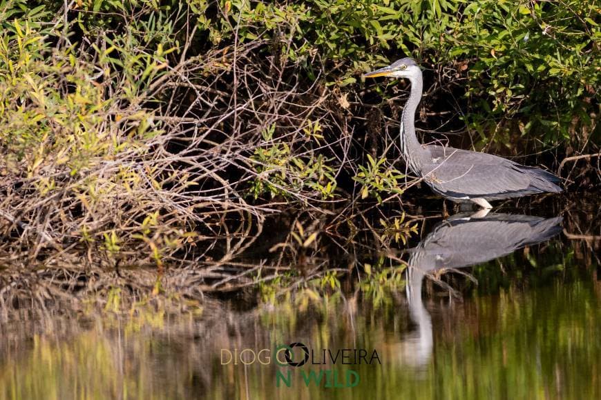 Fashion Definições para Canon 7D Mark II para fotografar Aves