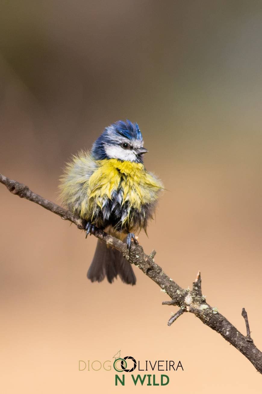 Fashion Truques para fotografar Aves