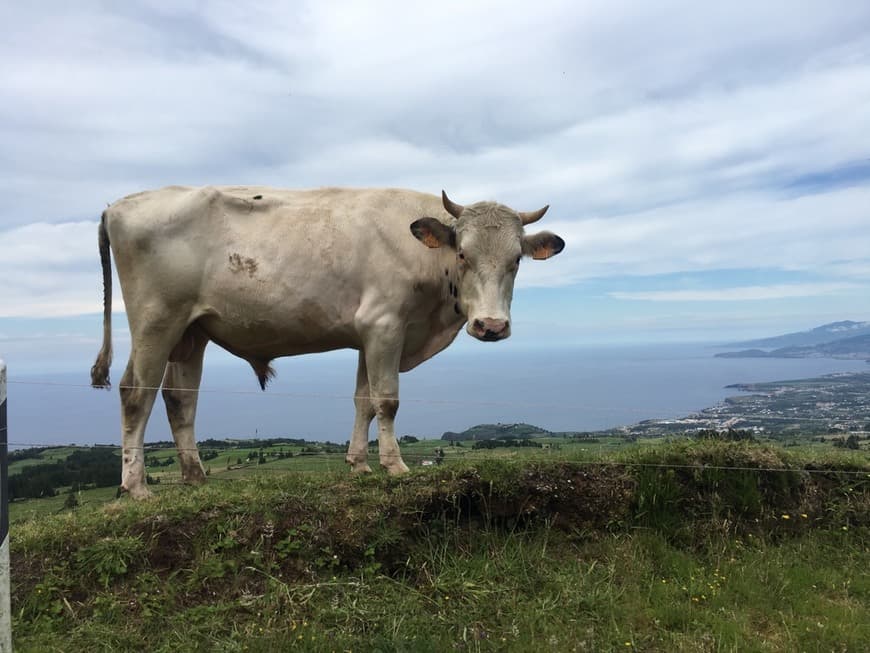 Place São Miguel Island