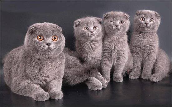 Fashion Scottish fold 