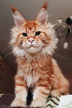 Fashion Maine Coon