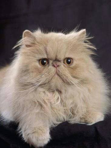 Fashion Exotic shorthair 