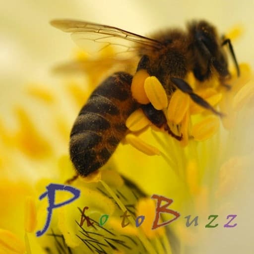 App PhotoBuzz Free - Web Album Explorer & Community