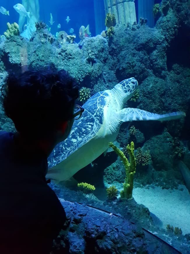 Place SEA LIFE Porto