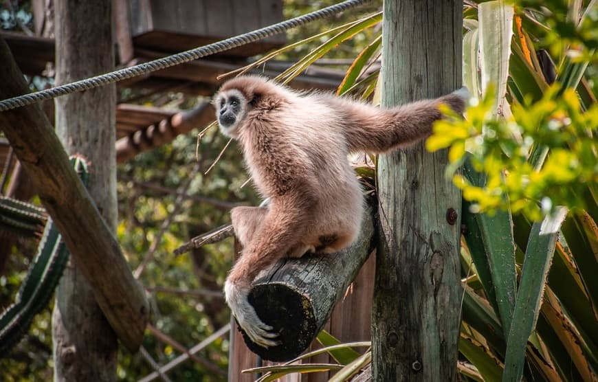 Fashion 🐒 Macaco🐒 