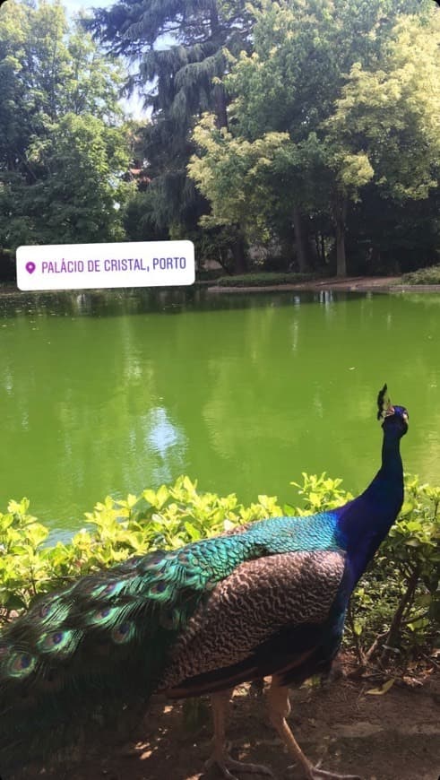 Place Jardins do Palácio de Cristal