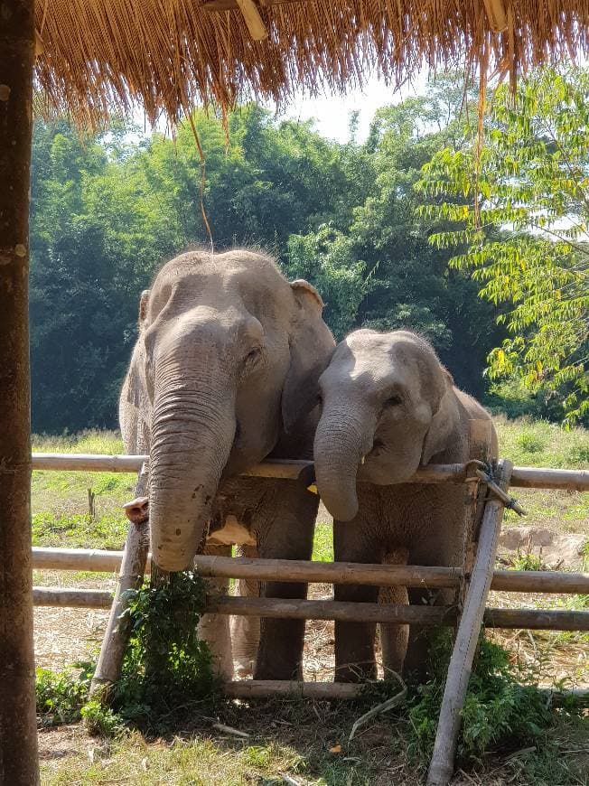 Lugar Elephant sanctuary