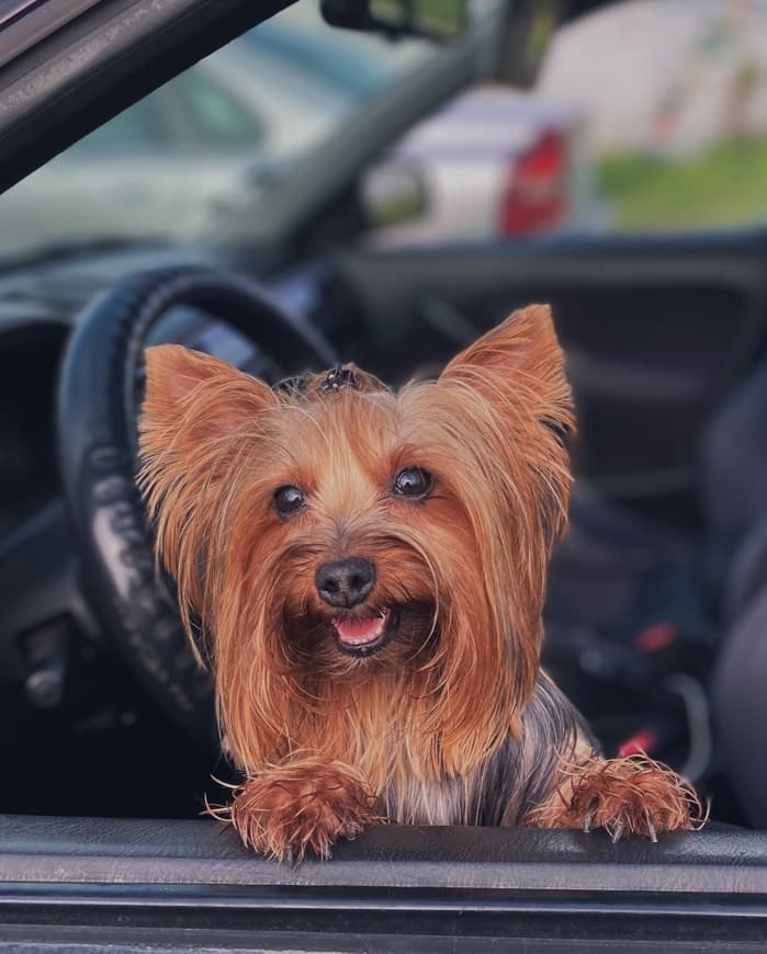 Fashion Yorkshire Terrier 