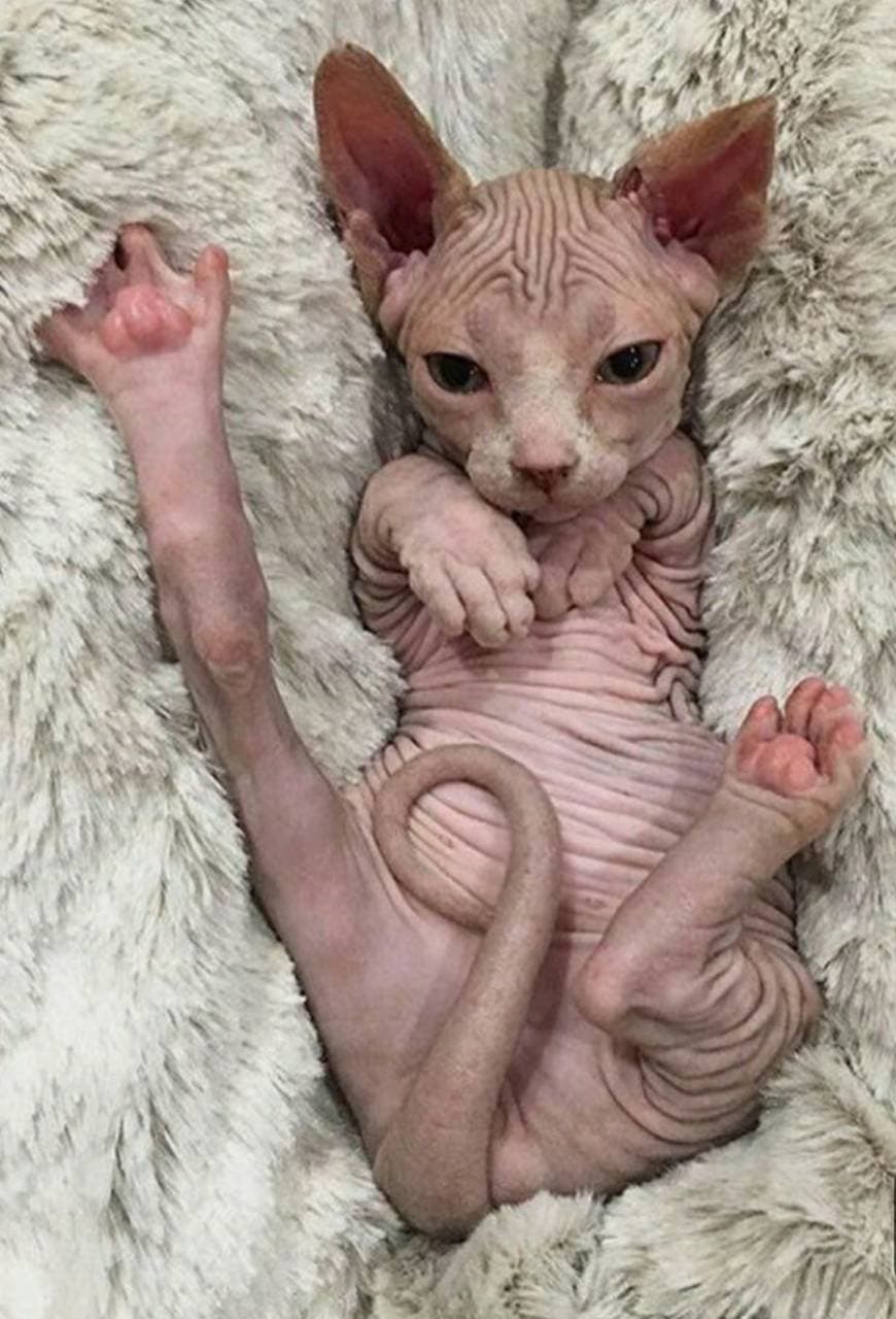 Fashion Gato Sphynx