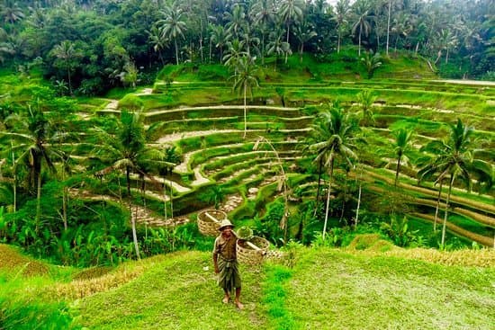 Place Rice fields