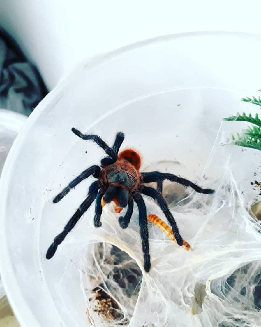 Fashion chromatopelma cyaneopubescens 
#tarantulamascota