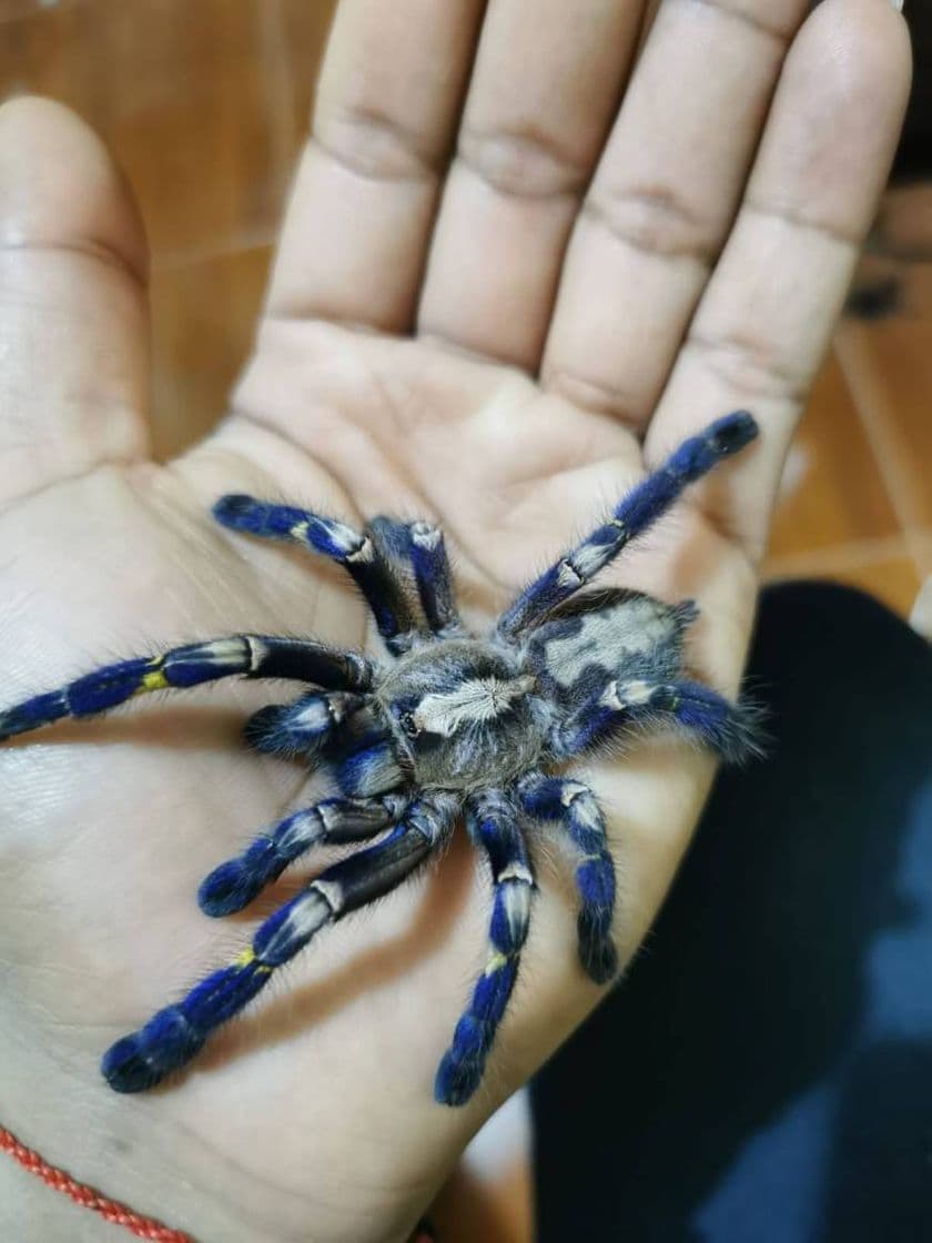 Fashion Poecilotheria metallica 
