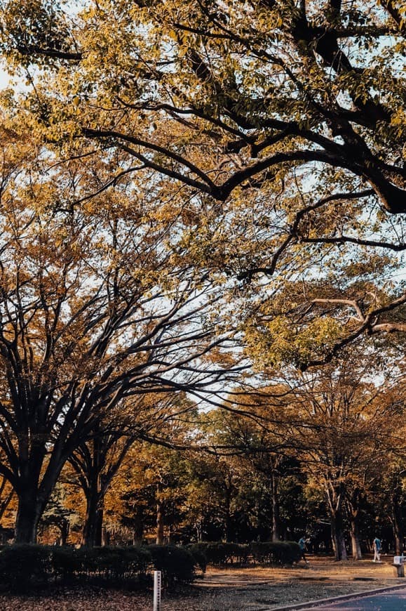 Place Parque Yoyogi