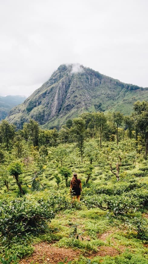 Place Little Adam's Peak