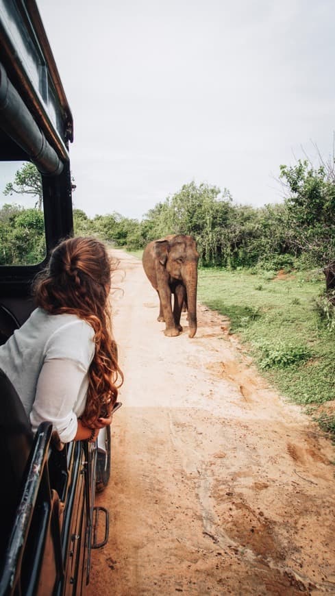 Place Yala National Park