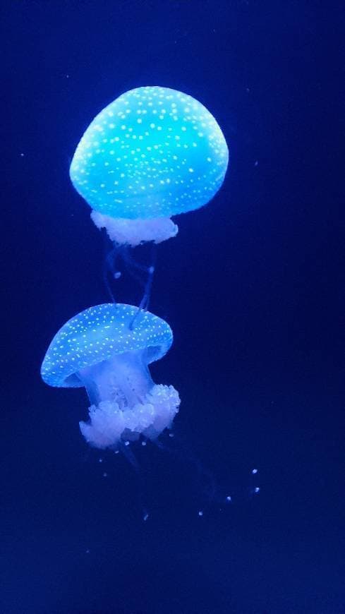 Place Oceanario de Lisboa