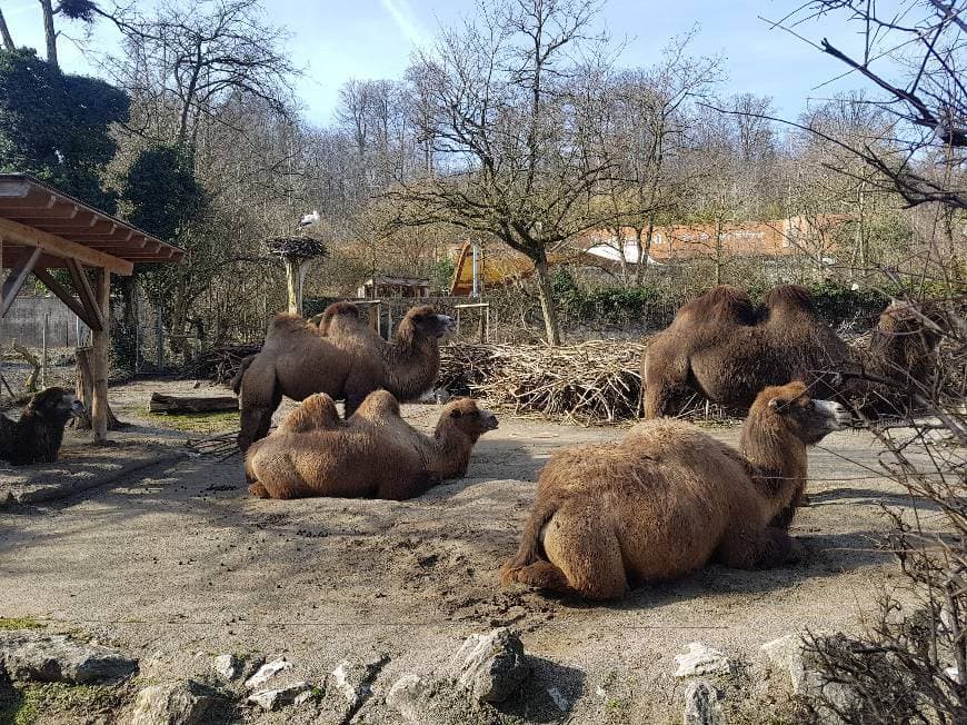 Lugar Zoo Zürich