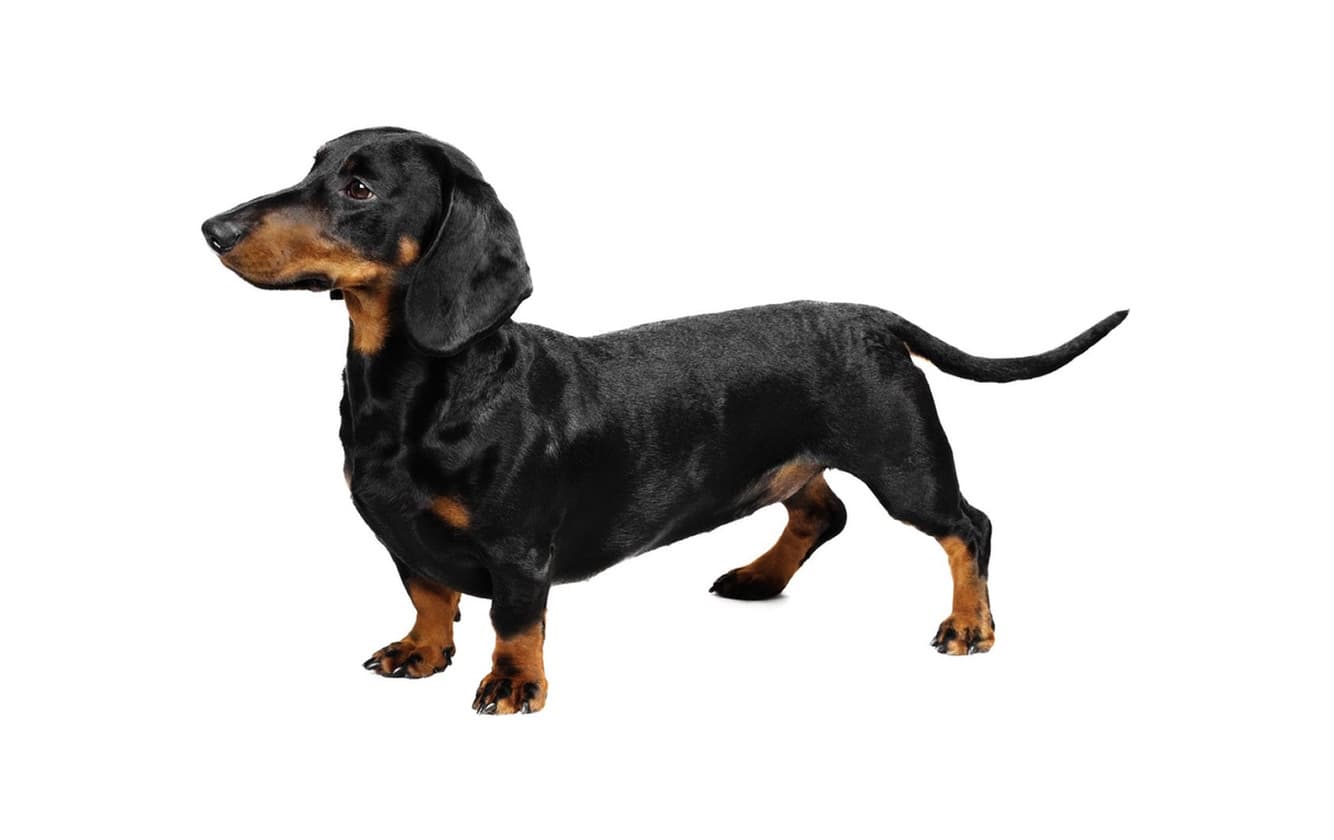 Product Dachshund