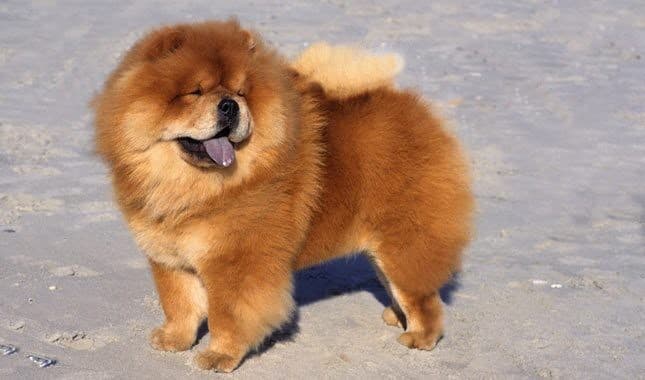 Fashion Chow-chow