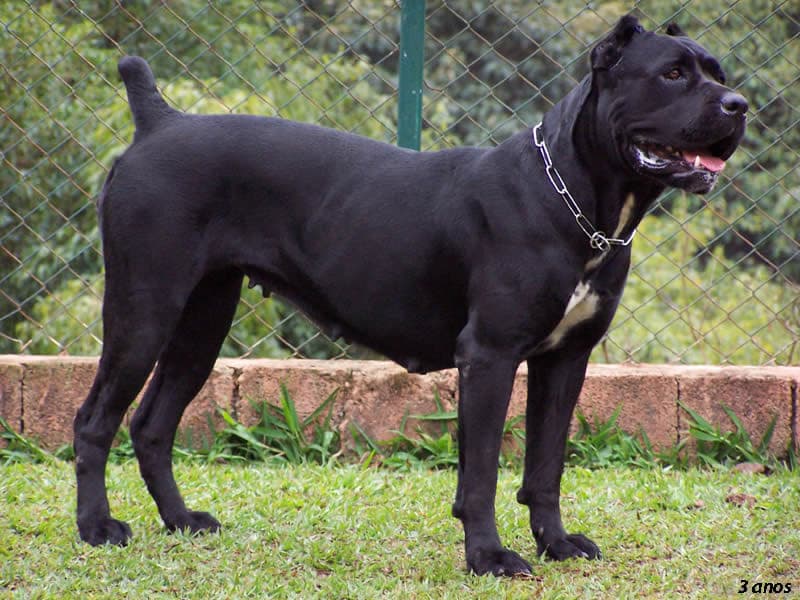 Fashion Cane corso