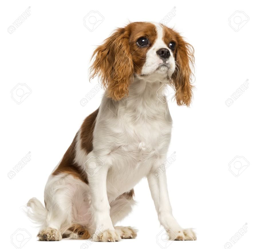 Fashion Cavalier king charles spaniel