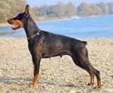 Fashion Dobermann