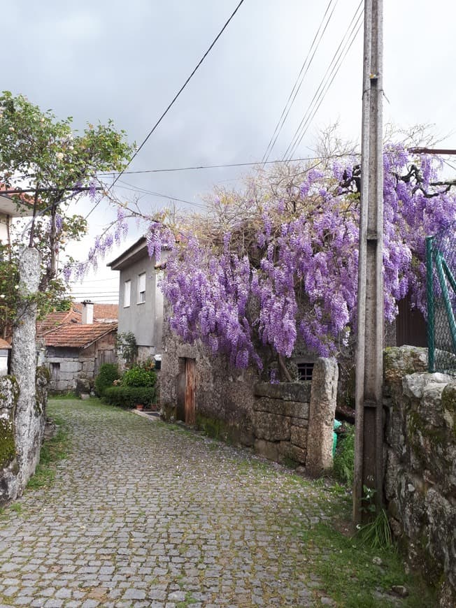 Restaurants Várzea da Ovelha e Aliviada