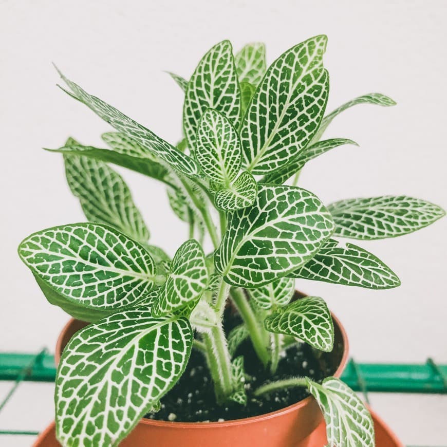 Place Plantas de César