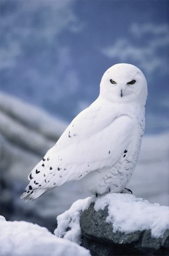 Moda Snowy Owl