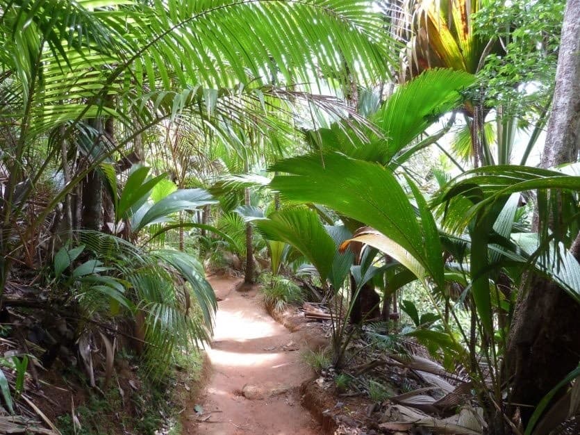 Place Vallée de Mai, Praslin, Seychelles