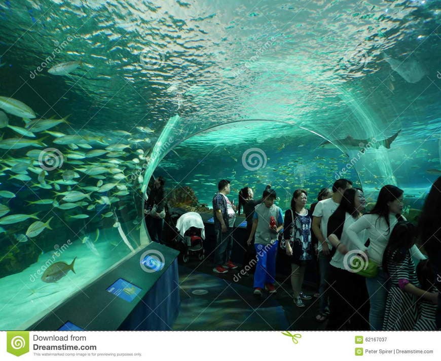 Place Acuario de Ripley