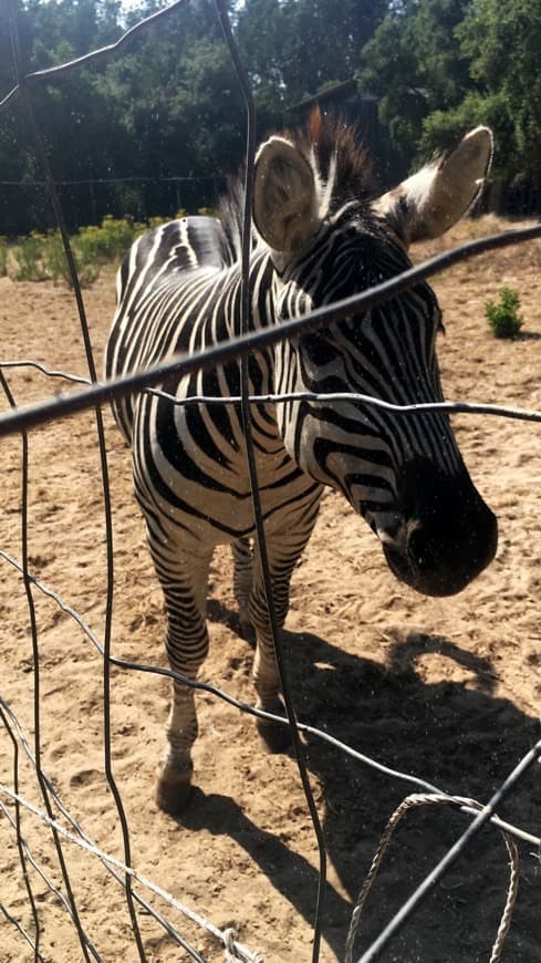 Lugar Europaradise | Parque Zoológico