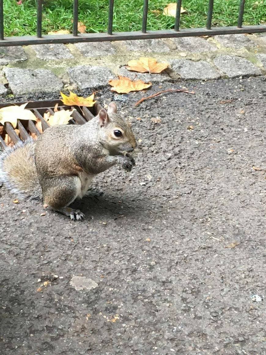 Place St. James's Park