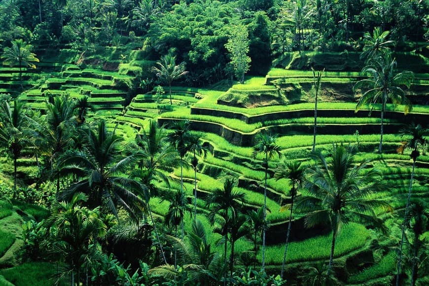 Lugar Ubud