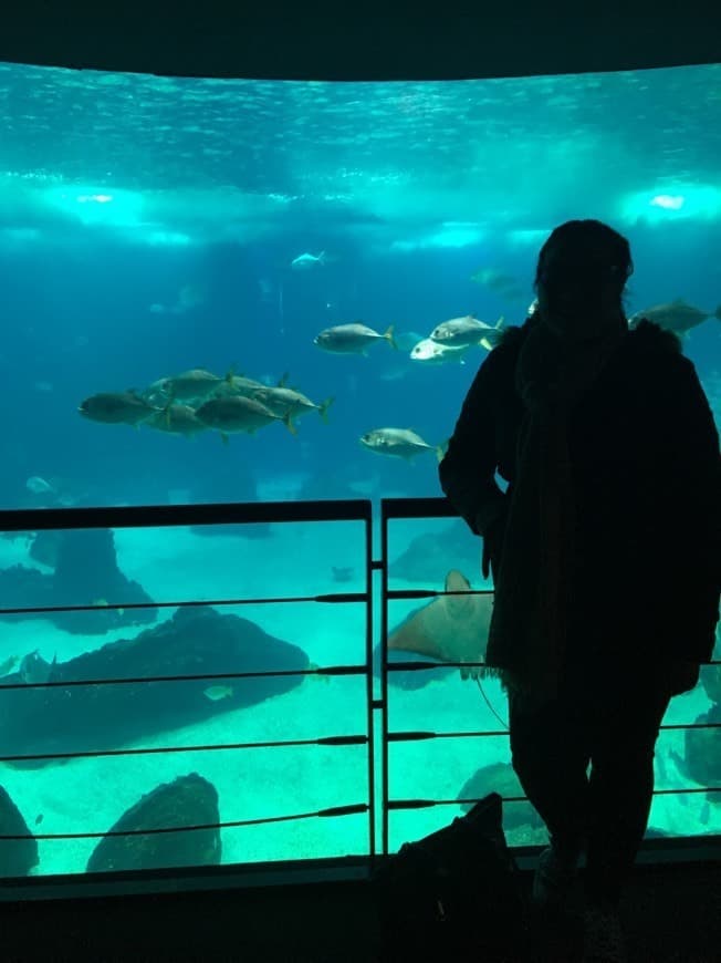 Place Oceanario de Lisboa