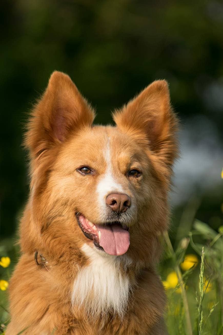 Fashion Finnish Spitz