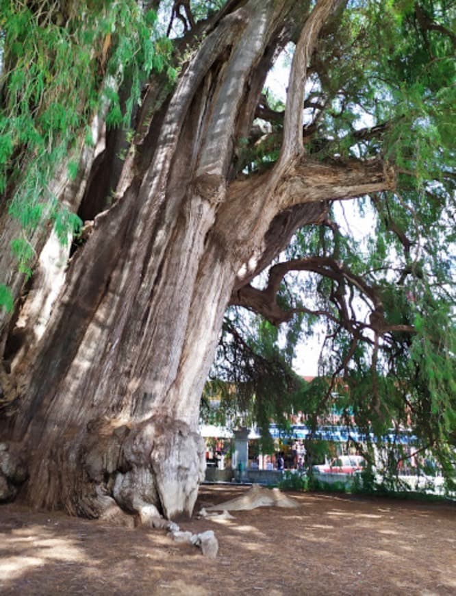 Lugar Árbol del Tule