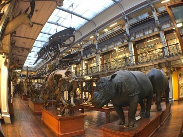 Lugar National Museum of Ireland - Natural History Museum