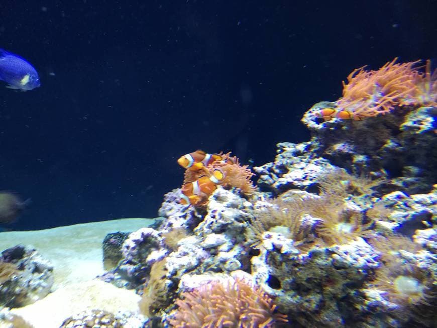 Lugar Oceanario de Lisboa