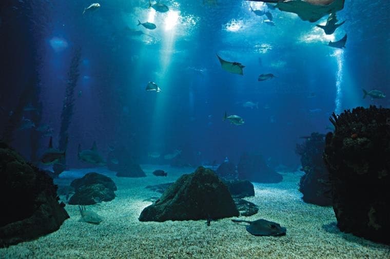 Lugar Oceanário de Lisboa