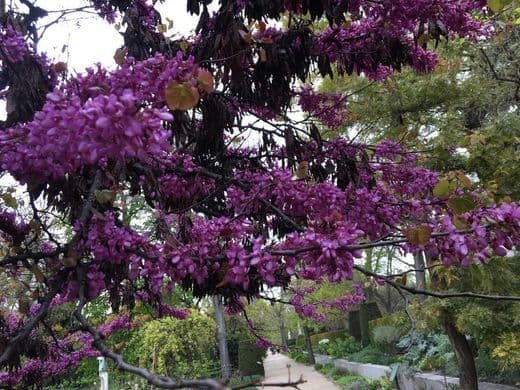 Place Real Jardín Botánico