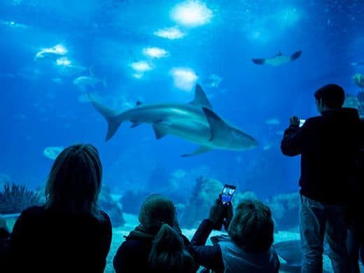 Lugar Oceanario de Lisboa