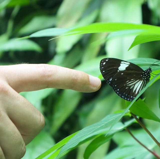 Place Butterfly Garden